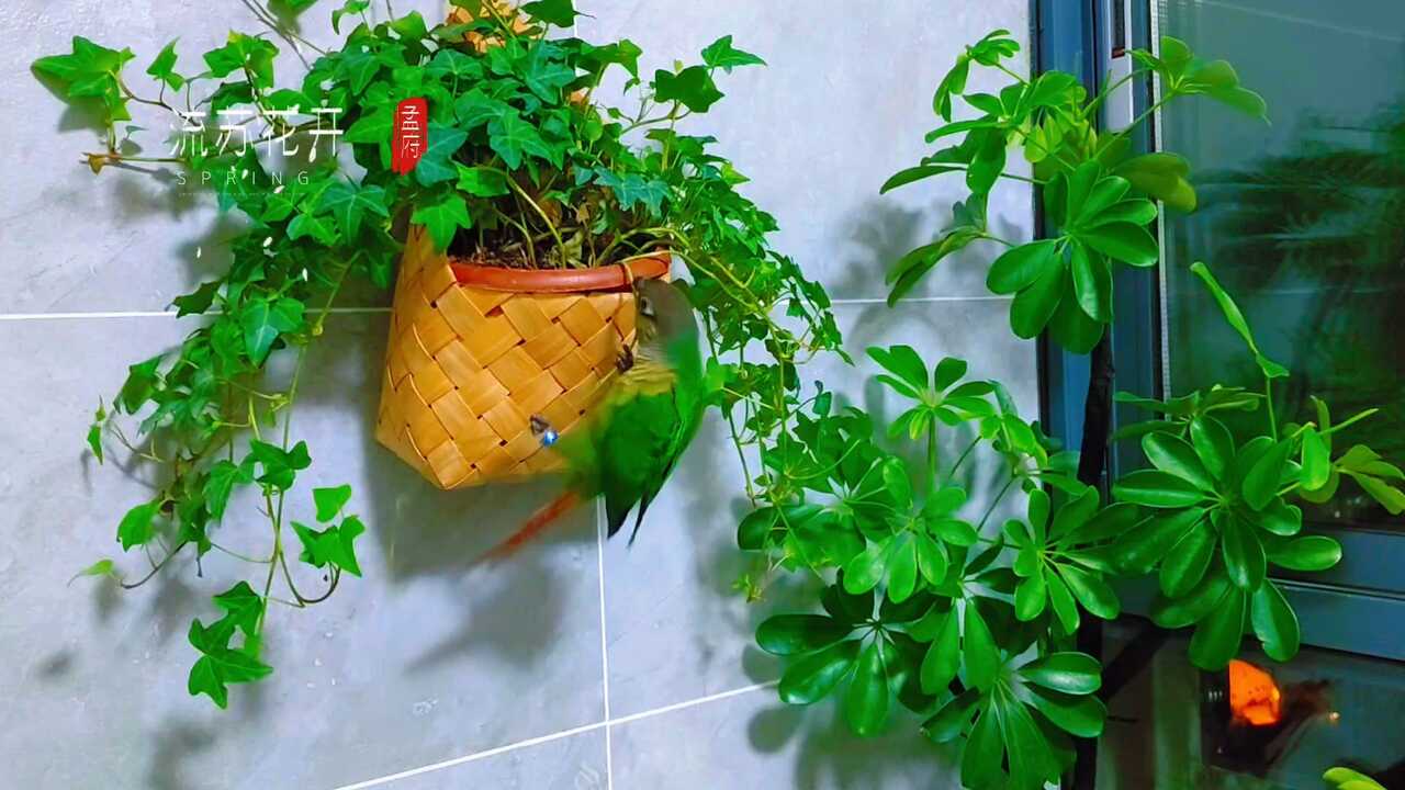 一叶一花一鸟皆世界